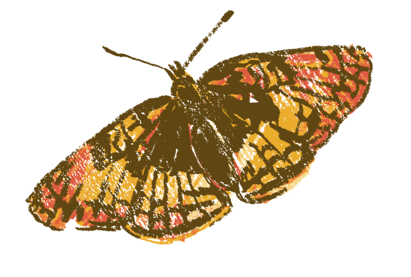 Butterfly
