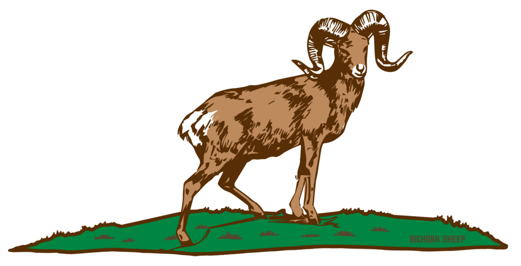 Bighorn Sheep