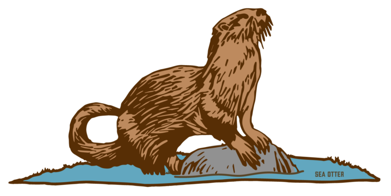 Sea Otter